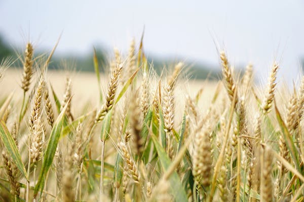 Rice Field